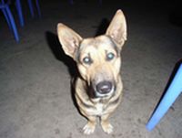 dog raos.jpg dog raos.jpg